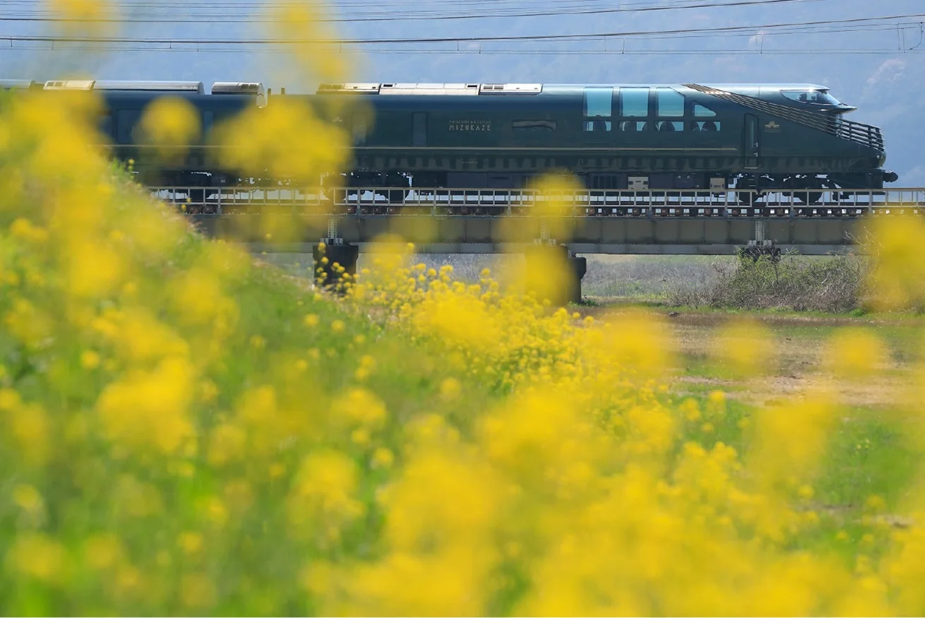 Twilight Express Mizukaze sur un viaduc entour&eacute; de fleurs de colza jaunes &mdash; paysage de printemps du train de luxe JR West